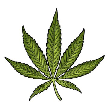 Marijuana leaf. Vintage black vector engraving illustration