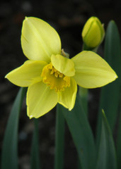  the daffodil