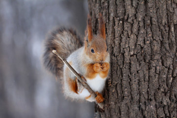 Fototapeta premium Red fluffy squirrel sits on a branch