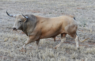 bull