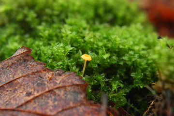 yellow mashroom on green grass