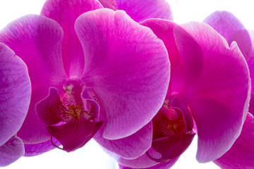 Orchid Macro