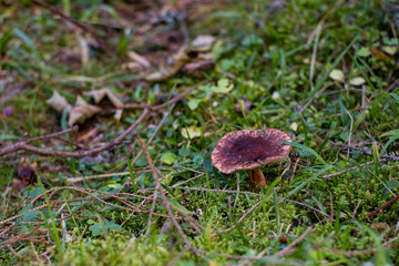 mushrooms in forest, autumn picturest of forest, woods background  