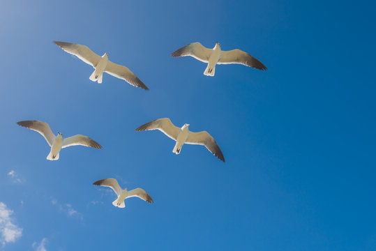 Natur background with seagulls flying . White seagulls over blue sky background.