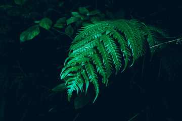 Green Leafs at night