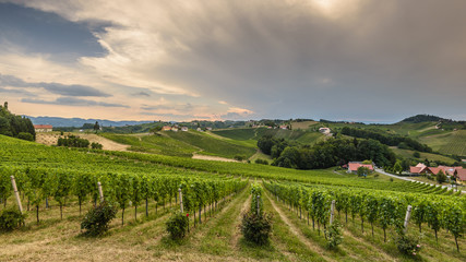 Fototapeta na wymiar Landscape with Styrian Tuscany Vineyard at summer cloudy day, Austria