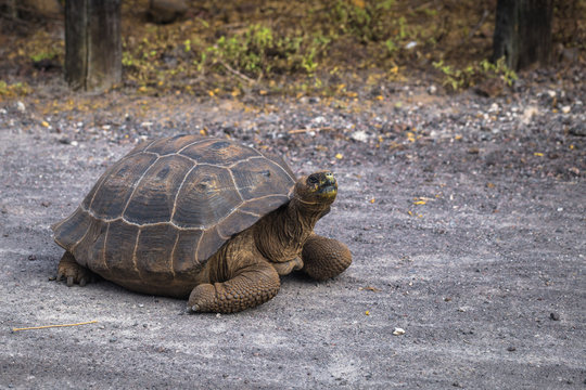 Galapagos Islands - August 25, 2017: Giant land Tortoise on the road in Isabela Galapagos Islands, Ecuador