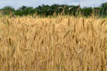 Many ears of cereal wheat have ripened and are ready to harvest.A field of wheat with golden ears reaching for the sky