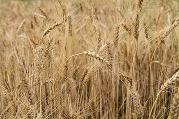Many ears of cereal wheat have ripened and are ready to harvest. A field of wheat with golden ears.