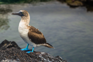 Galapagos Islands - August 26, 2017: Blue-footed Boobies at the lava tunnels of Isabela Island,...
