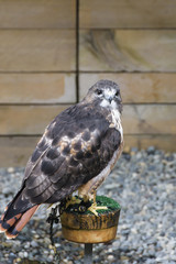Small hand reared Hawk on a stand