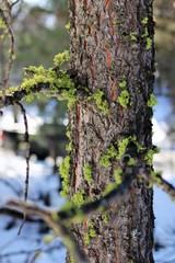 Tree with green moss