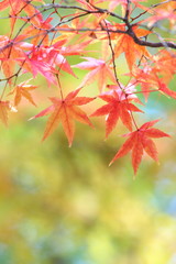 カエデの紅葉