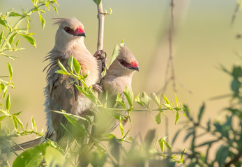 Mousebirds