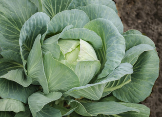 Obraz premium white cabbage plant