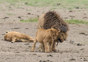 Lions Cuddling