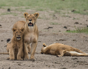 Fototapeta na wymiar Pride of Lions