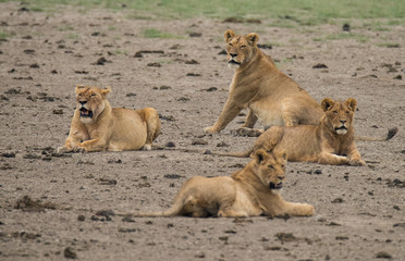 Fototapeta na wymiar Pride of Lions