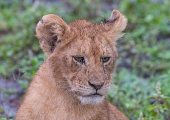 Obraz na płótnie Canvas Lion Cub