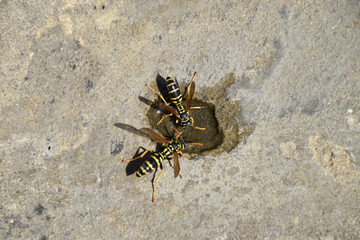 Wasps Polistes drink water