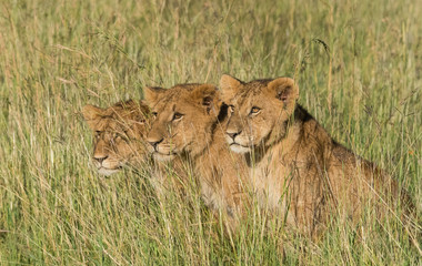 Obraz na płótnie Canvas Lion Cubs