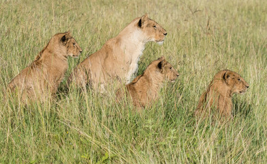 Linoness with Cubs