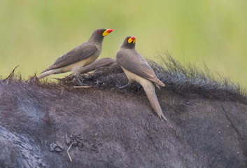 Oxpeckers on Cape Buffalo