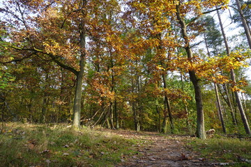 Fototapeta premium Waldweg mit Eichen in Herbstfärbung
