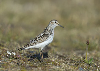 Baird's Sandpiper (Calidris bairdii)