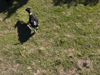 Aerial view of a black and white cow grazing on a green field in Italy