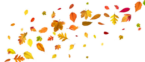 Goldener Herbst auf weissem Hintergrund