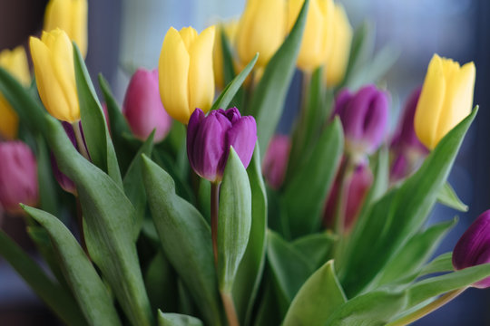 Close up of purple and yellow tulip flowers