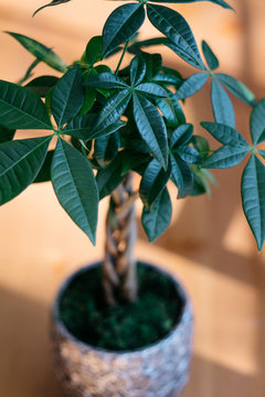Money tree plant in silver pot on table