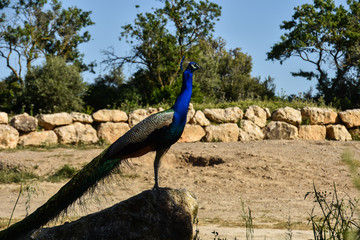 Pavo real