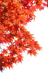 かえでの紅葉