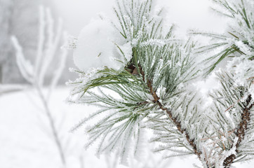 Pine needles covered with frost in the winter woods.