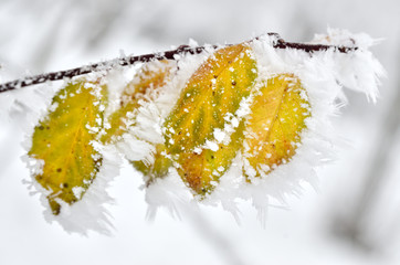 Leaves covered with frost in the winter woods.