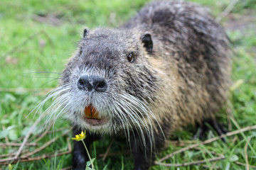 Nutria enjoys the scent of flowers.