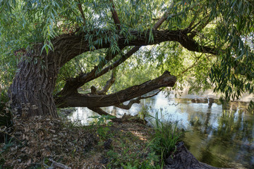 Les bords de la Sorgue - Le Thor - Vaucluse