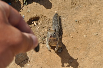 Hungry Squirrel