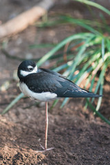 Bird on one Leg