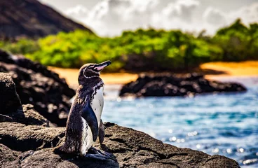 Foto op Canvas schattige kleine pinguïn die op de rotsen staat © Joseph