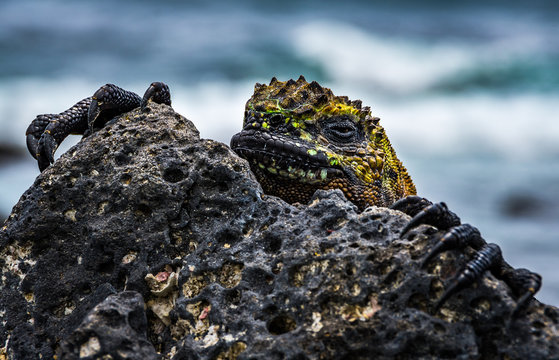 Green Marine Iguana Hiding Behind A Rock