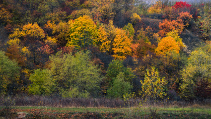 Autumn colors of Europe. View on nature with trees and grass. 