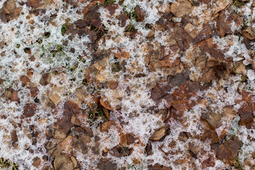 First snow on fallen leaves