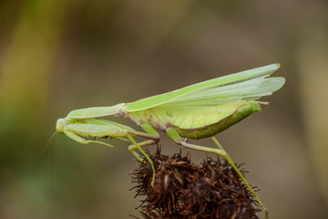 Mantis on the tong. Mating mantises. Mantis insect predator.