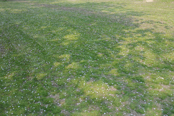 散った桜の花びら