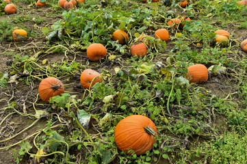 Obraz premium Pumpking picking for thanksgiving day upstate New York at the farm