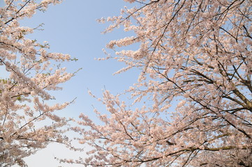 桜