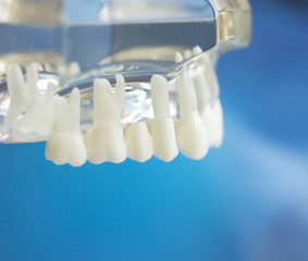 Dental teeth mouth model
